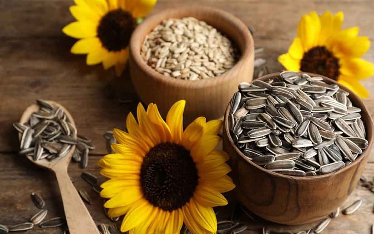 Sun Flower Seeds | రోజూ గుప్పెడు పొద్దు తిరుగుడు విత్త‌నాల‌ను తింటే.. ఏం జ‌రుగుతుందో తెలుసా..?