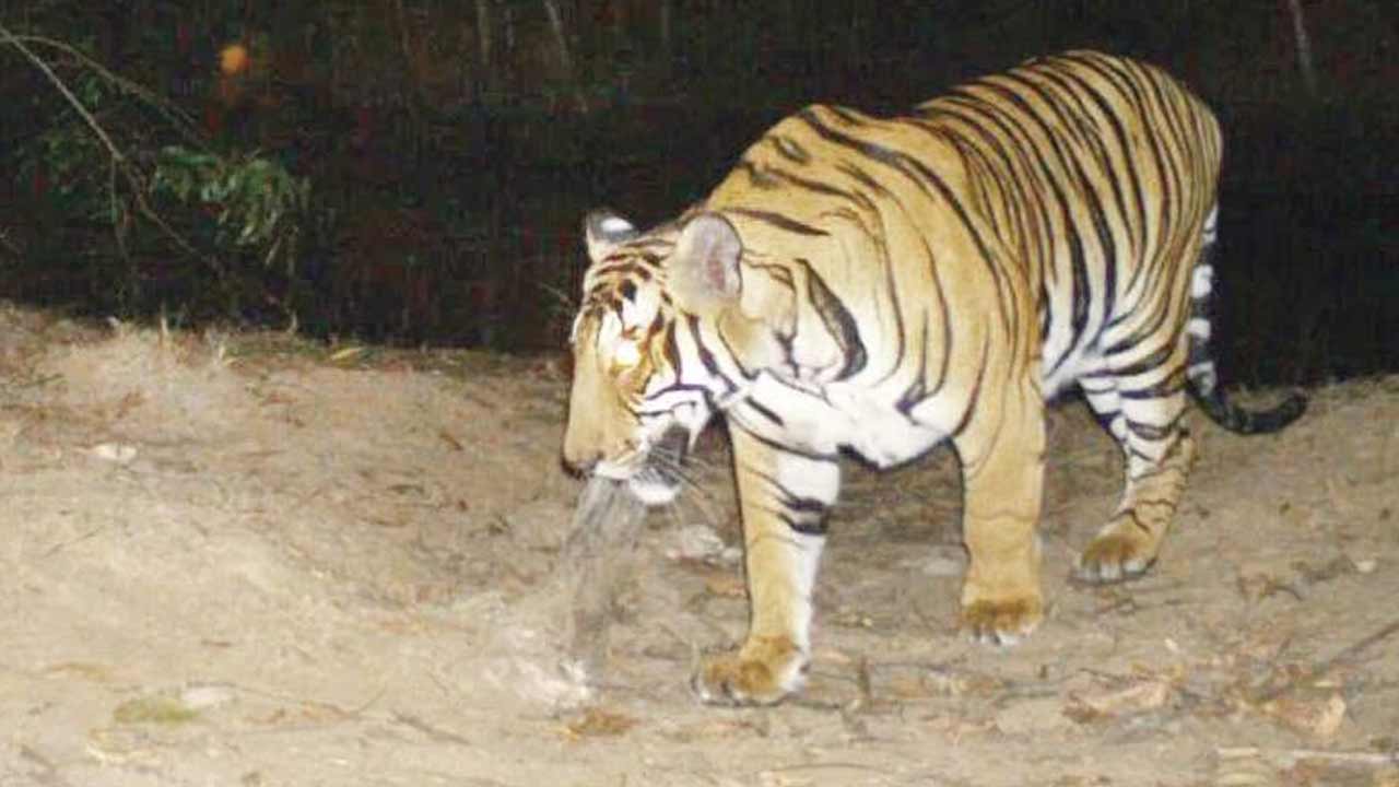 వీడిన పెద్దపులి భయం