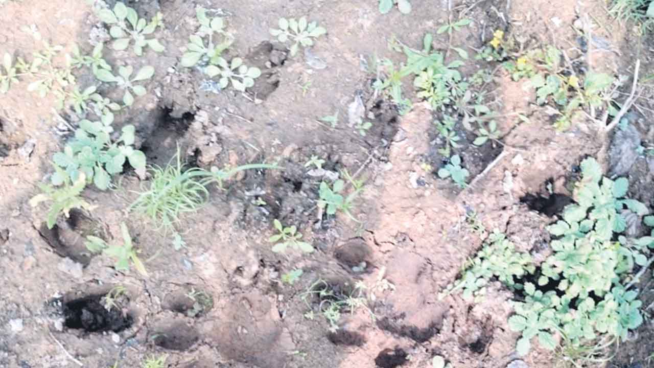 బాబోయ్‌ పెద్దపులి