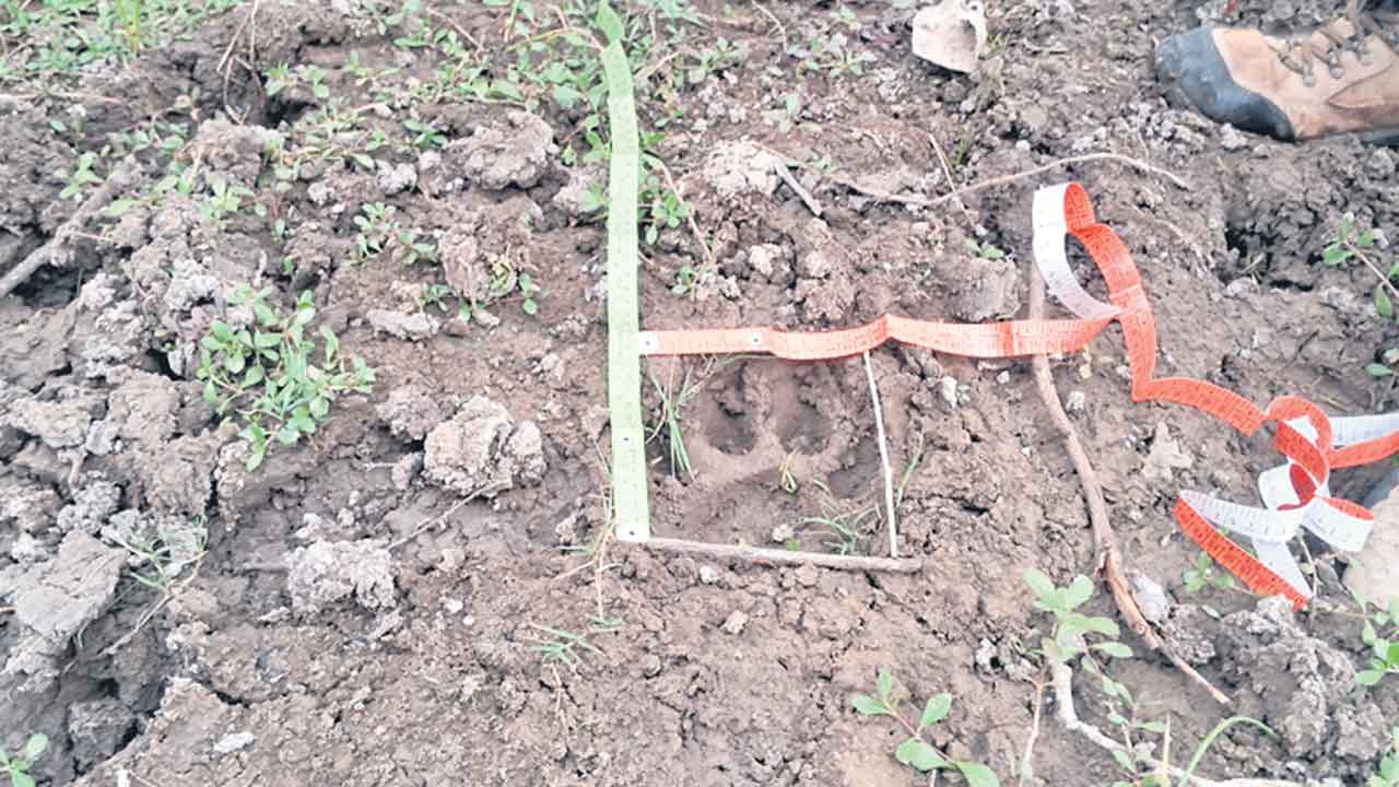 మరోసారి పులి దాడి