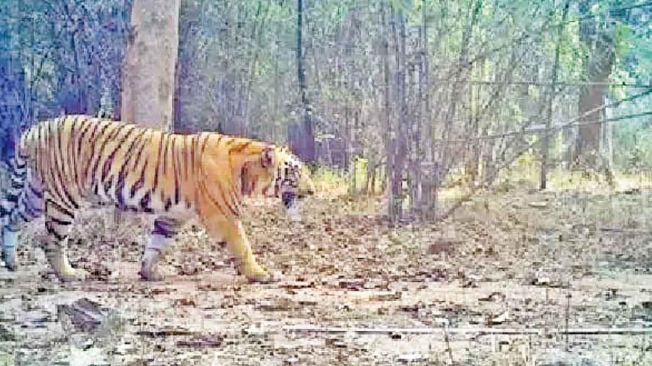 Telangana | ఉత్తర తెలంగాణను వణికిస్తున్న పులులు..