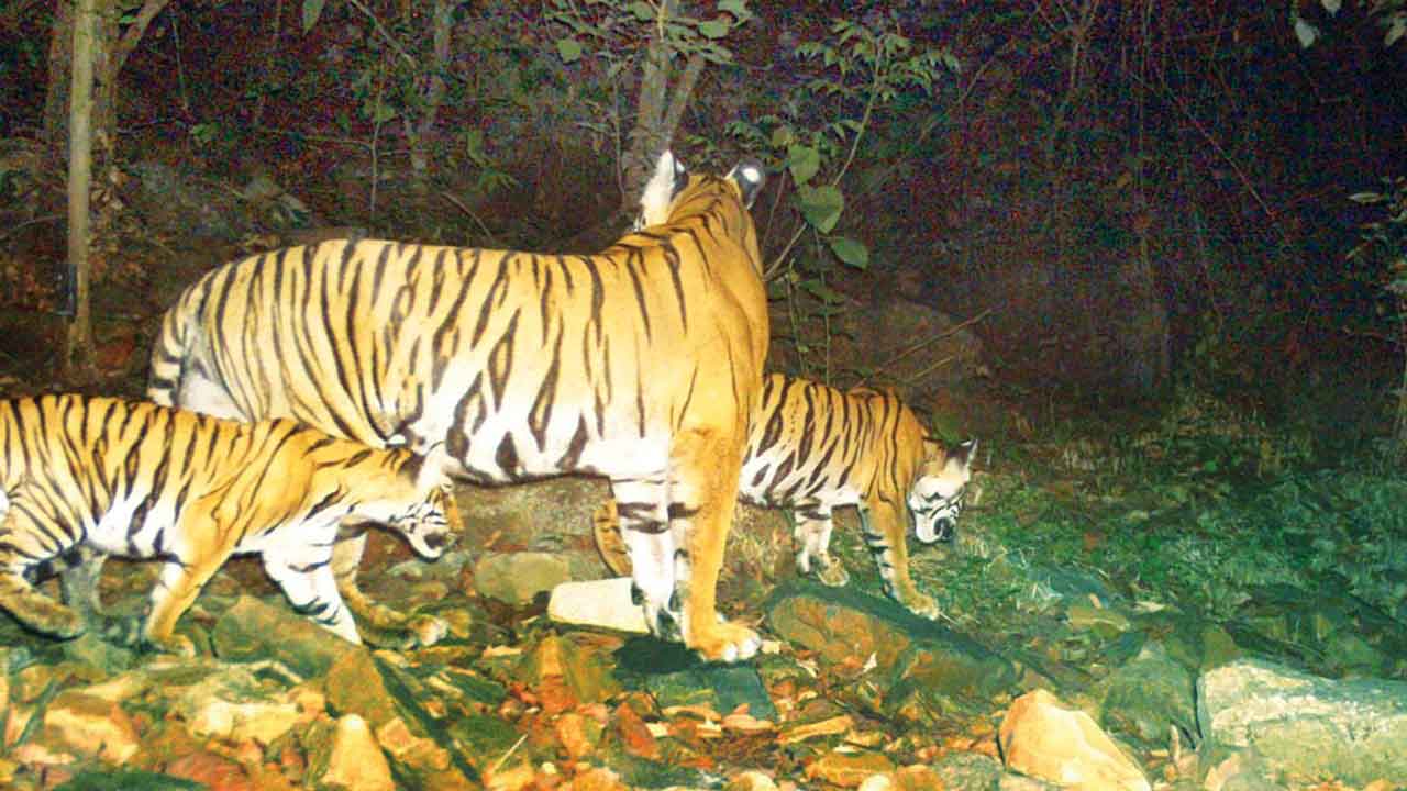 NTCA | పొగిళ్ల పొమ్మంటున్నది.. నాడు సాగర్‌ ముంపు గ్రామం.. నేడు పెద్ద పులుల ఆవాసం!