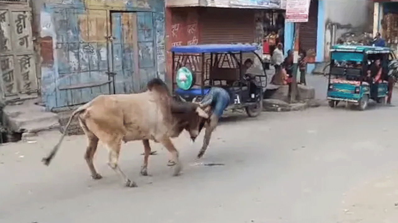 Bull Attack: యూపీలో ఎద్దు బీభ‌త్సం.. 15 మందికి గాయాలు.. 3 గంట‌లు ఛేజింగ్‌