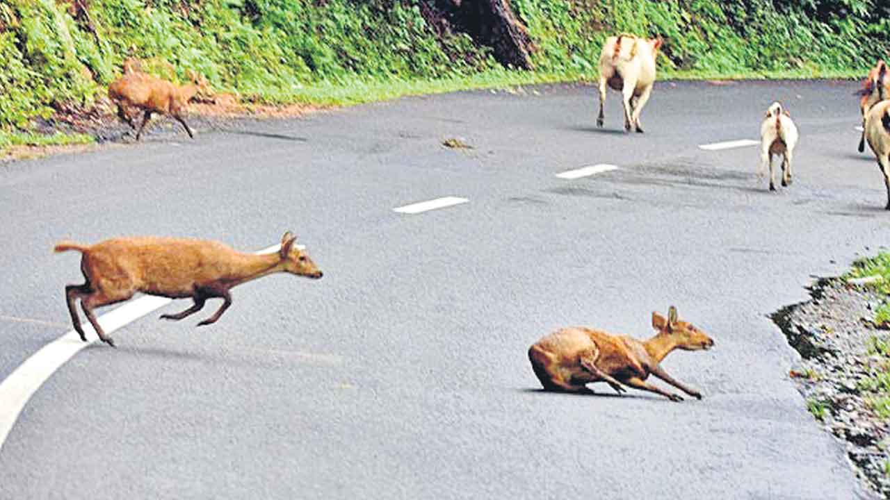 Nallamala Forest | అతివేగం.. తీస్తోంది వన్యప్రాణుల ప్రాణం
