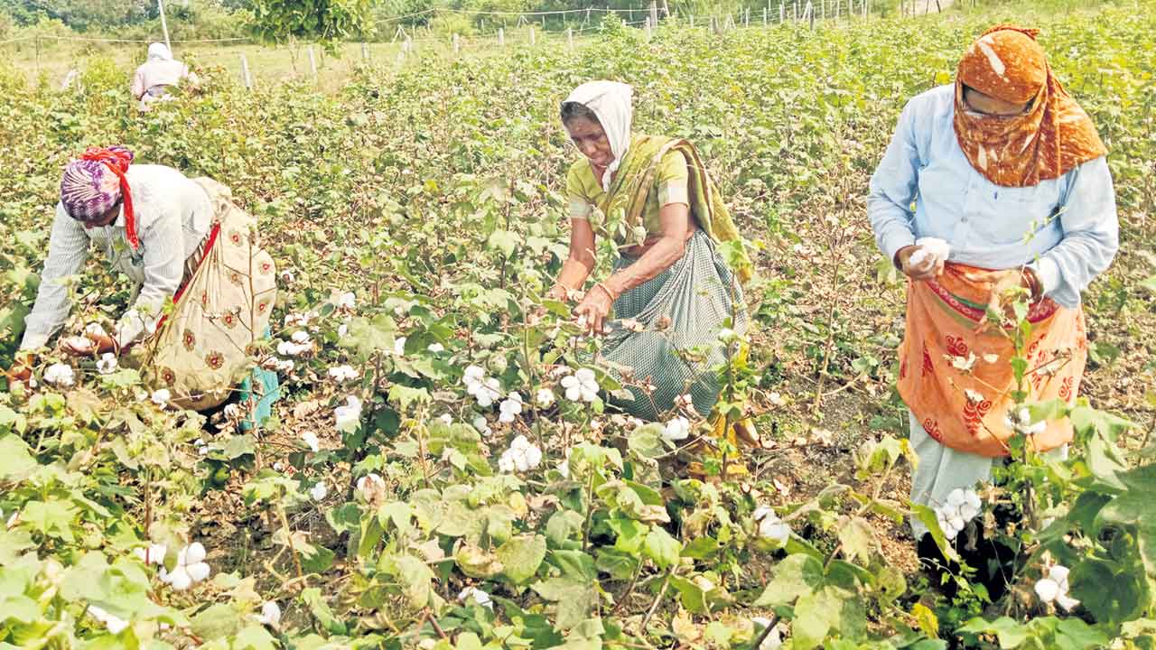 చేలలోనే పత్తి