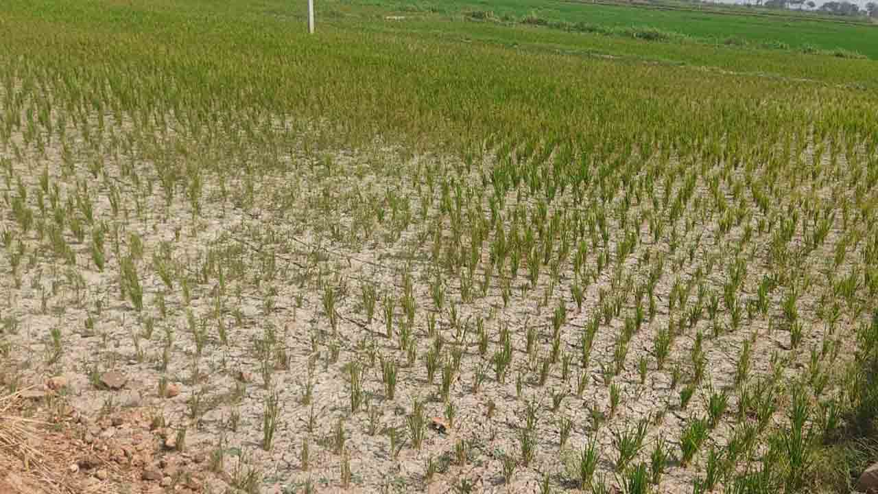 యాసంగిపై ఆశలు..