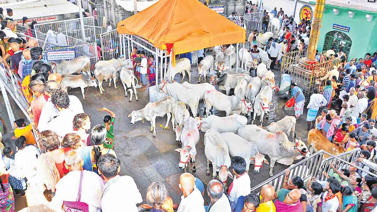 Vemulawada | సర్కార్ ఉదాసీనత.. అధికారుల నిర్లక్ష్యం.. రాజన్న కోడెలు కోతకు?!