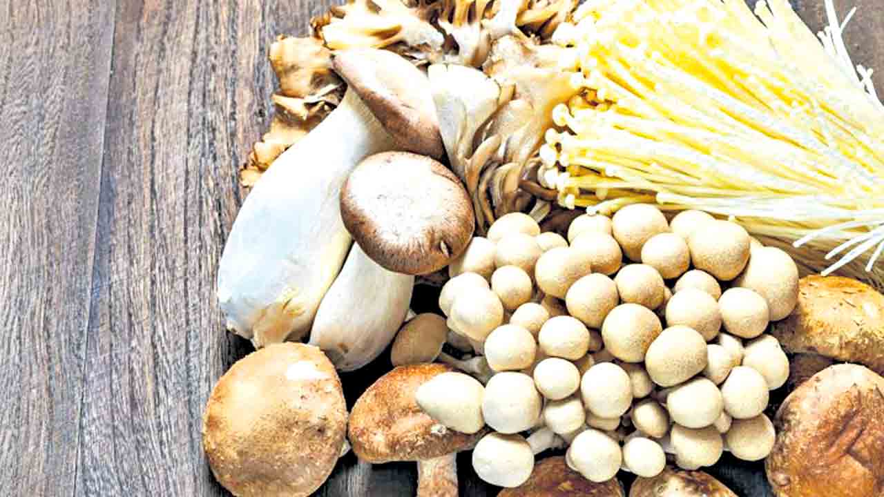 పుట్ట గొడుగులు.. పుట్టెడు మేలు