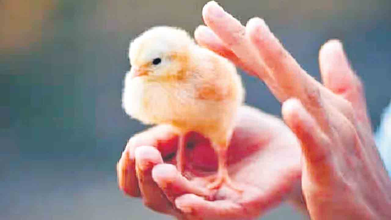 Anand Yadav | మంత్రగాడి మాట విని.. సంతానం కోసం కోడిపిల్లను మింగాడు.. ప్రాణాలు కోల్పోయాడు