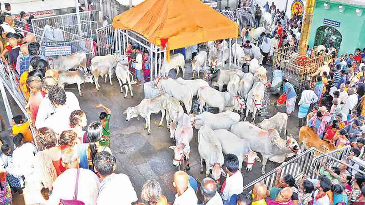 DCP Ravinder | 66 కోడెల్లో 28 అమ్మేశారు.. రాజన్న కోడెల విక్రయం నిజం: డీసీపీ రవీందర్‌