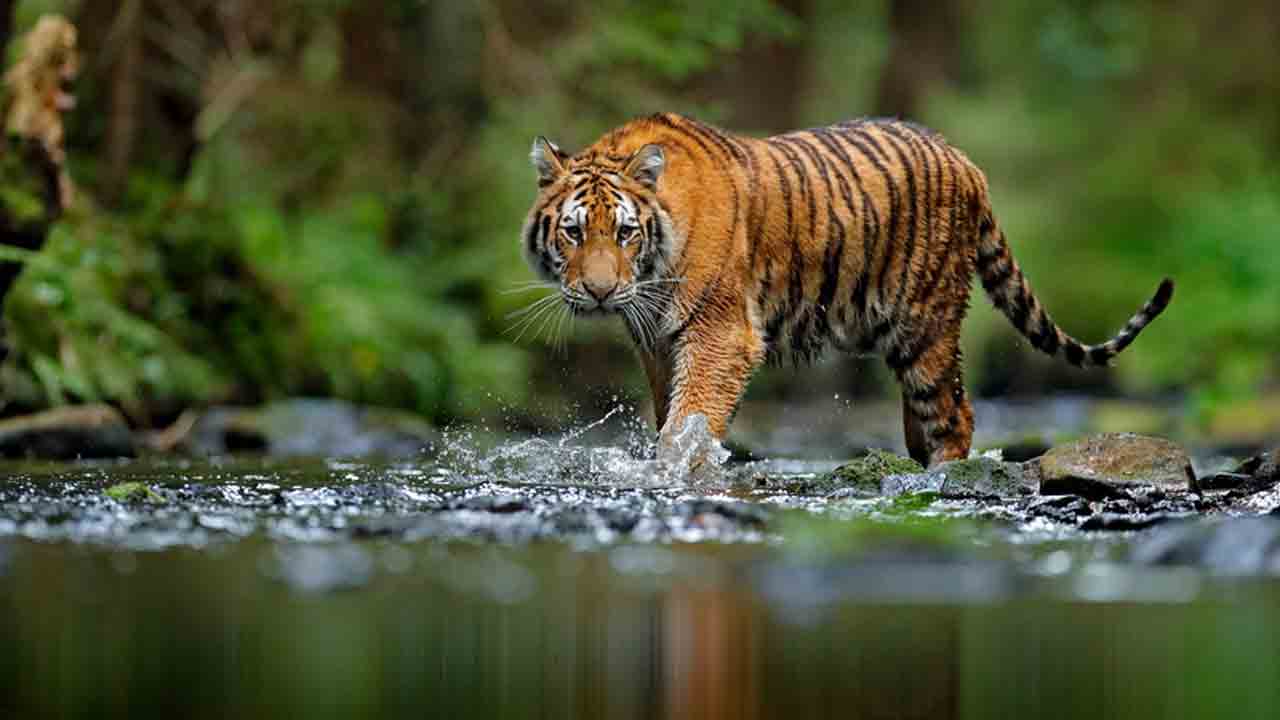 పులి క్షేమమేనా?