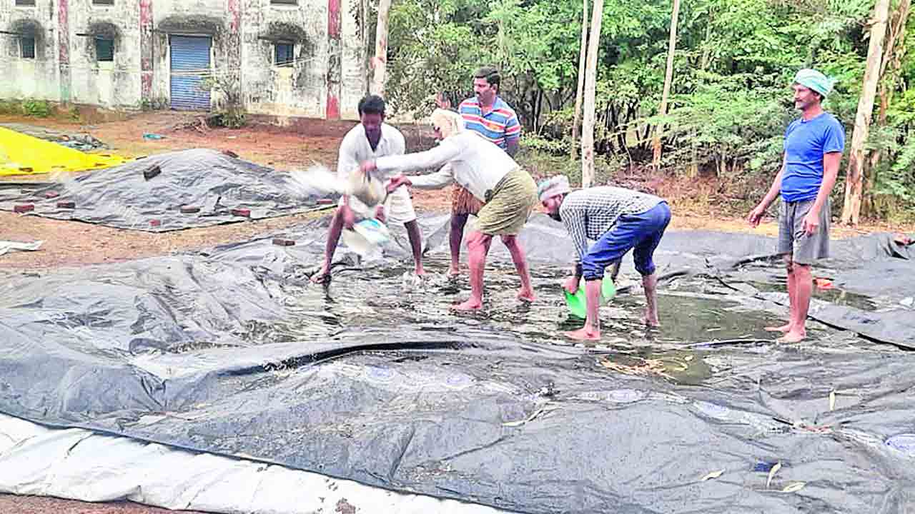 వడ్లు వర్షార్పణం