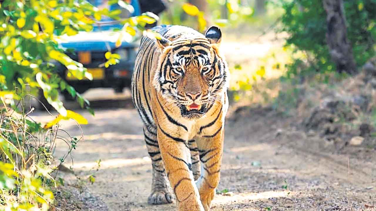 Asifabad | ఆసిఫాబాద్ జిల్లాను వణికిస్తున్న పులి.. వరుస దాడులతో ప్రజల్లో భయంభయం