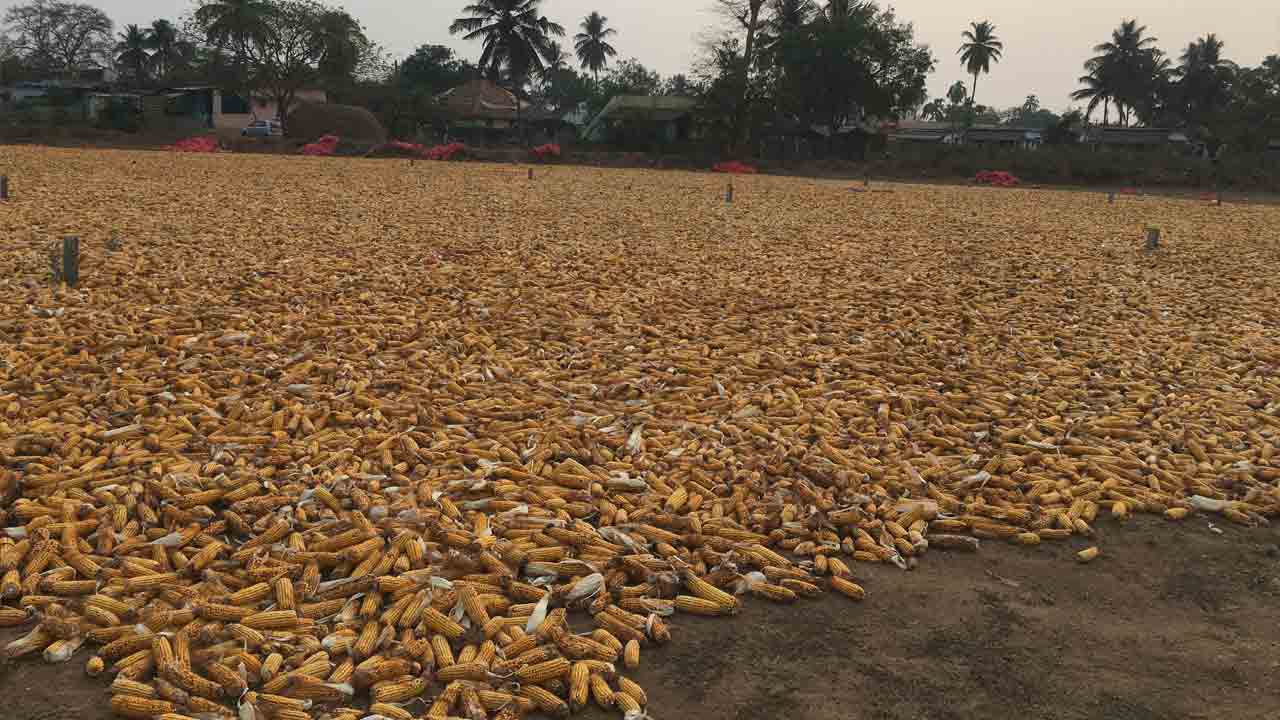 విత్తన కంపెనీల ఇష్టారాజ్యం!