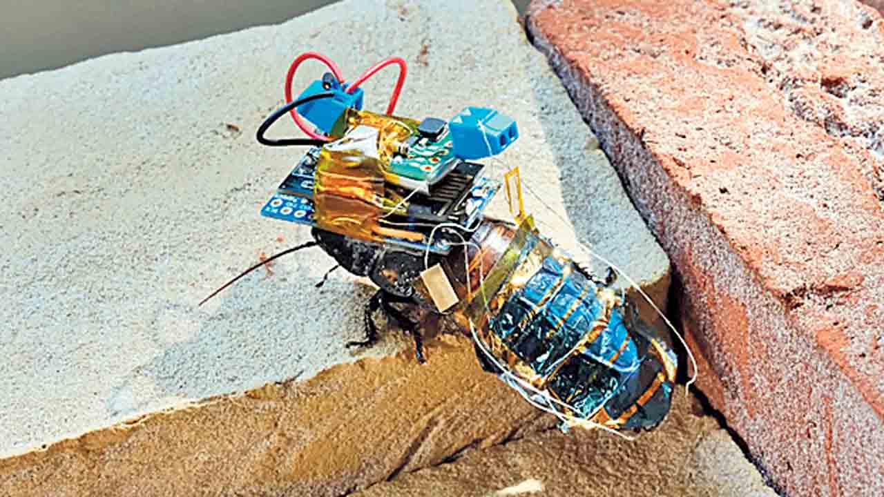 క్షణాల్లో సైబోర్గ్‌లుగా బొద్దింకలు