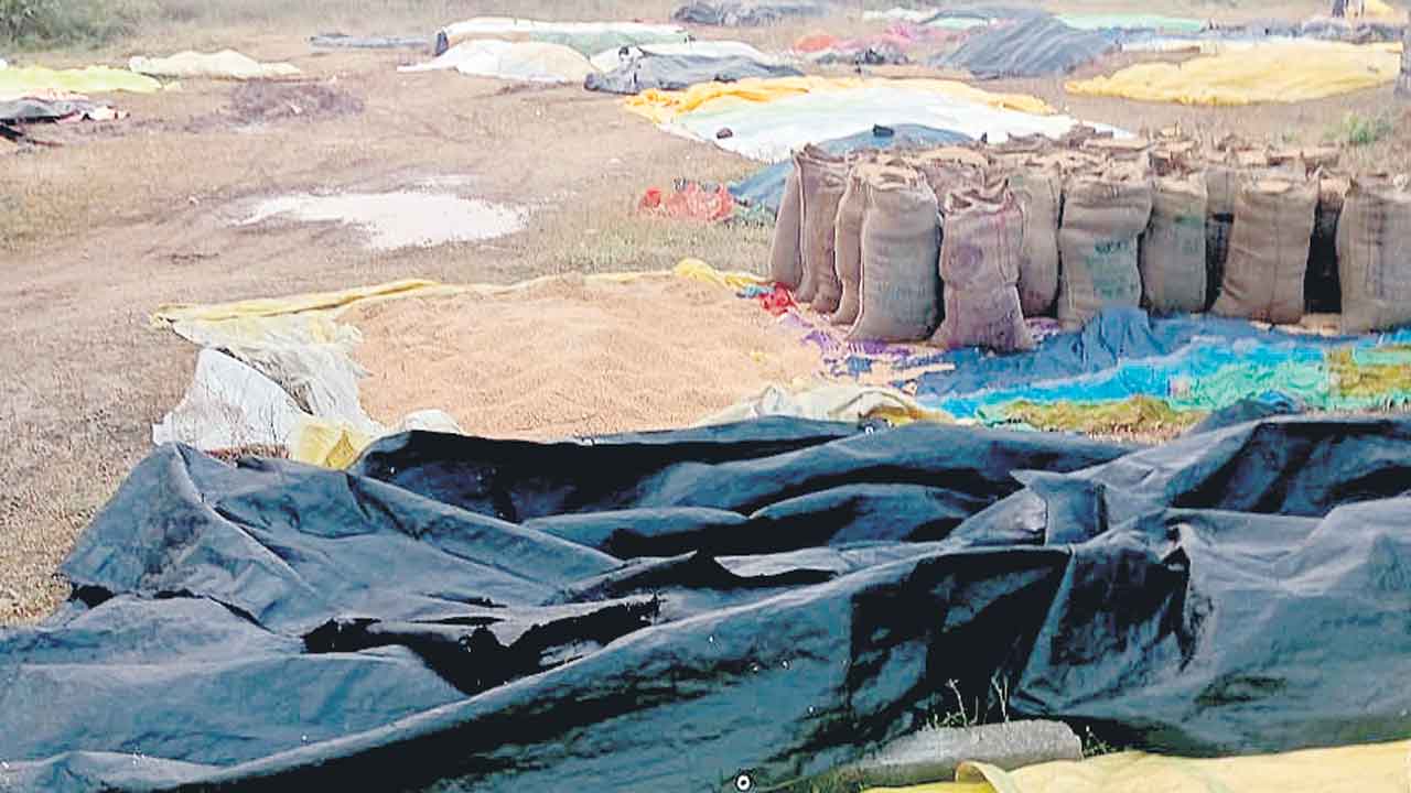 వరి రైతు విలవిల