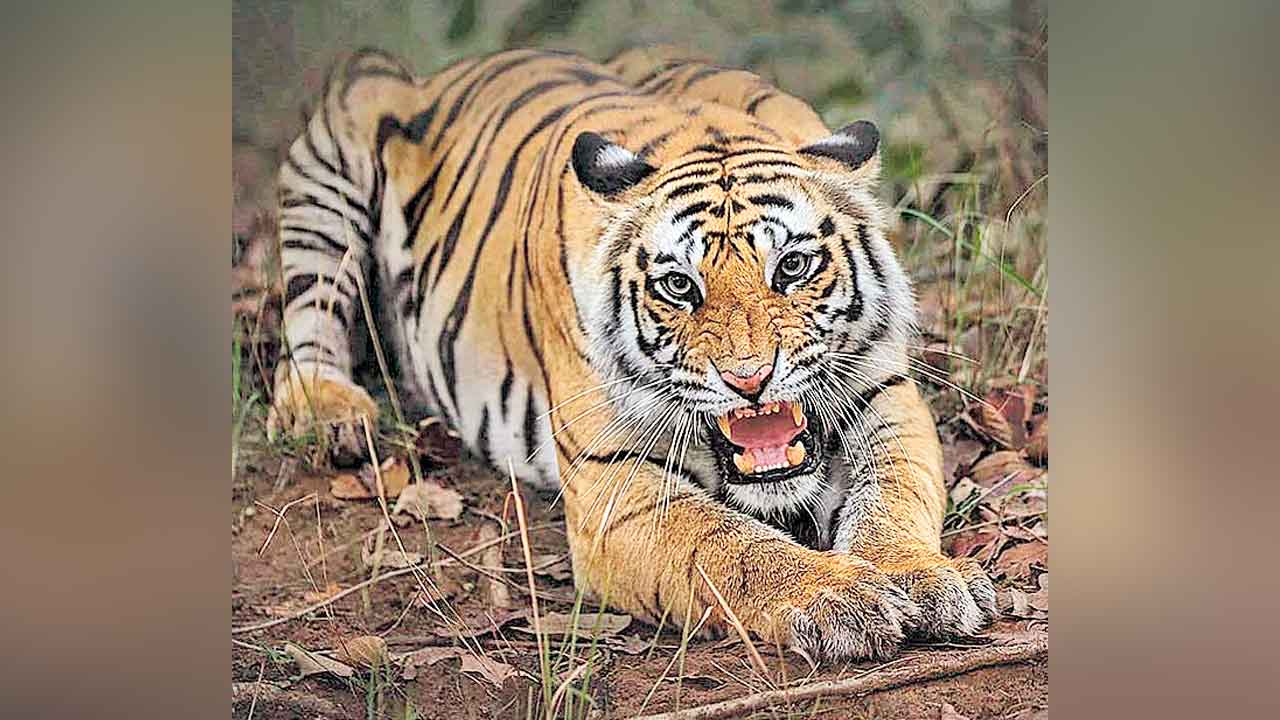 Bengal Tiger | ఆడతోడుకై అడవిని గాలిస్తున్న బెంగాల్‌ టైగర్‌.. మూడు రాష్ట్రాల్లో వేట..