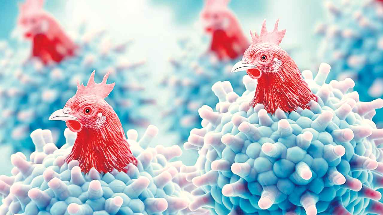 బర్డ్‌ఫ్లూతో మరో మహమ్మారి!
