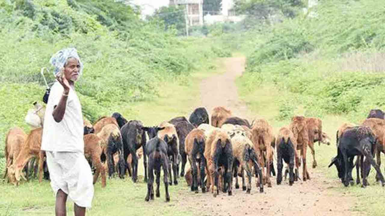 గొర్రెల పంపీణీ కోసం నేడు గొల్ల కురుమల ధర్నా
