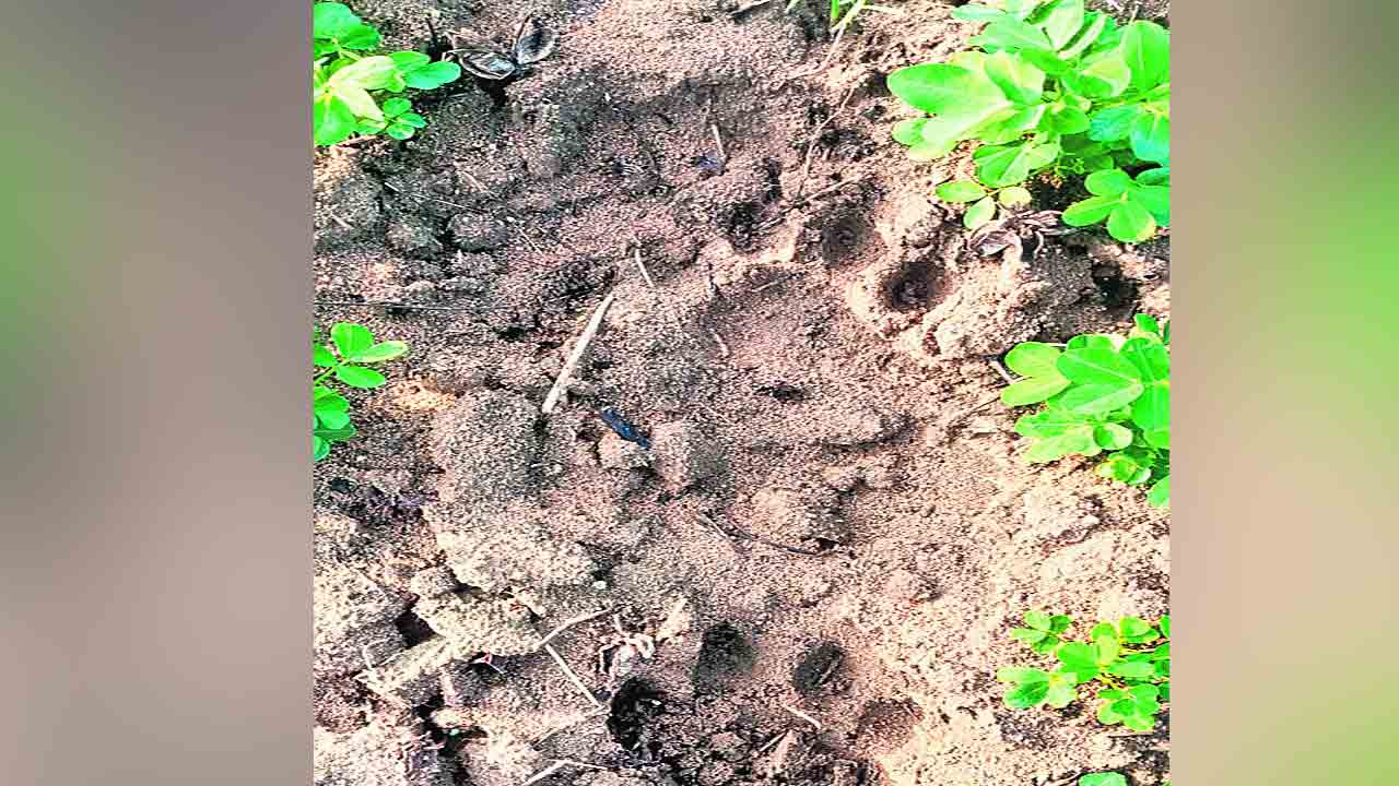 పంట పొలాల్లో పులి గాండ్రింపులు