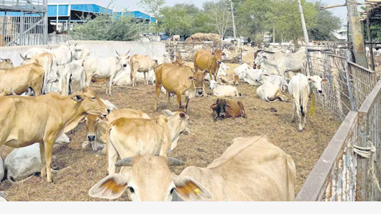 రాజన్న కోడెల దుర్వినియోగం!