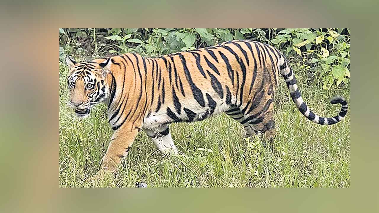 Tiger | దడ పుట్టిస్తున్న పులులు.. ఉమ్మడి ఆదిలాబాద్‌లో వరుస దాడులు