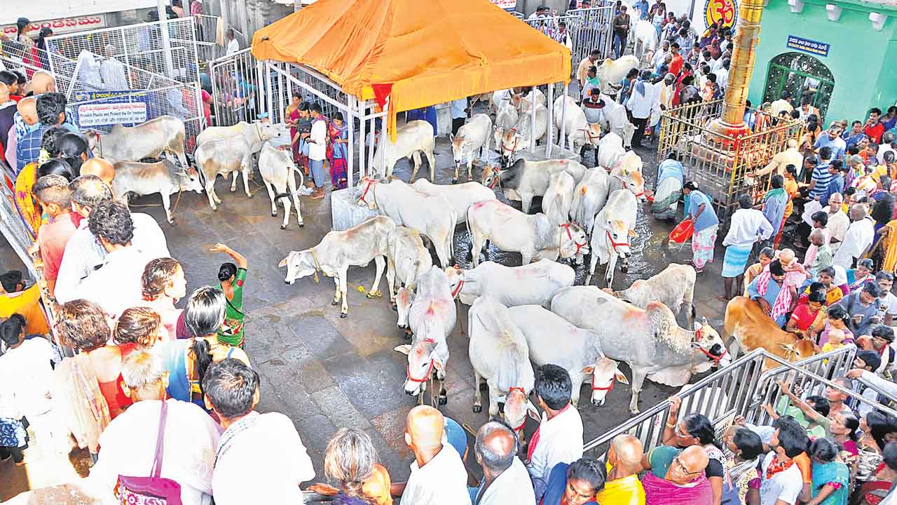 Rajanna Kode | రాజన్న కోడెల విక్రేతల అరెస్టు.. తొమ్మిది కోడెలు స్వాధీనం..!