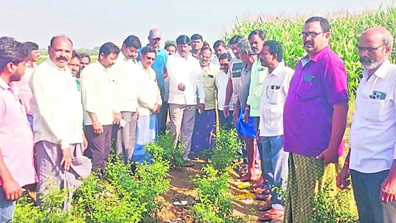 పెద్దపులి సంచారంతో హైరానా