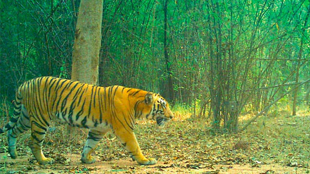 నల్లబెల్లి మండలంలో పులి సంచారం