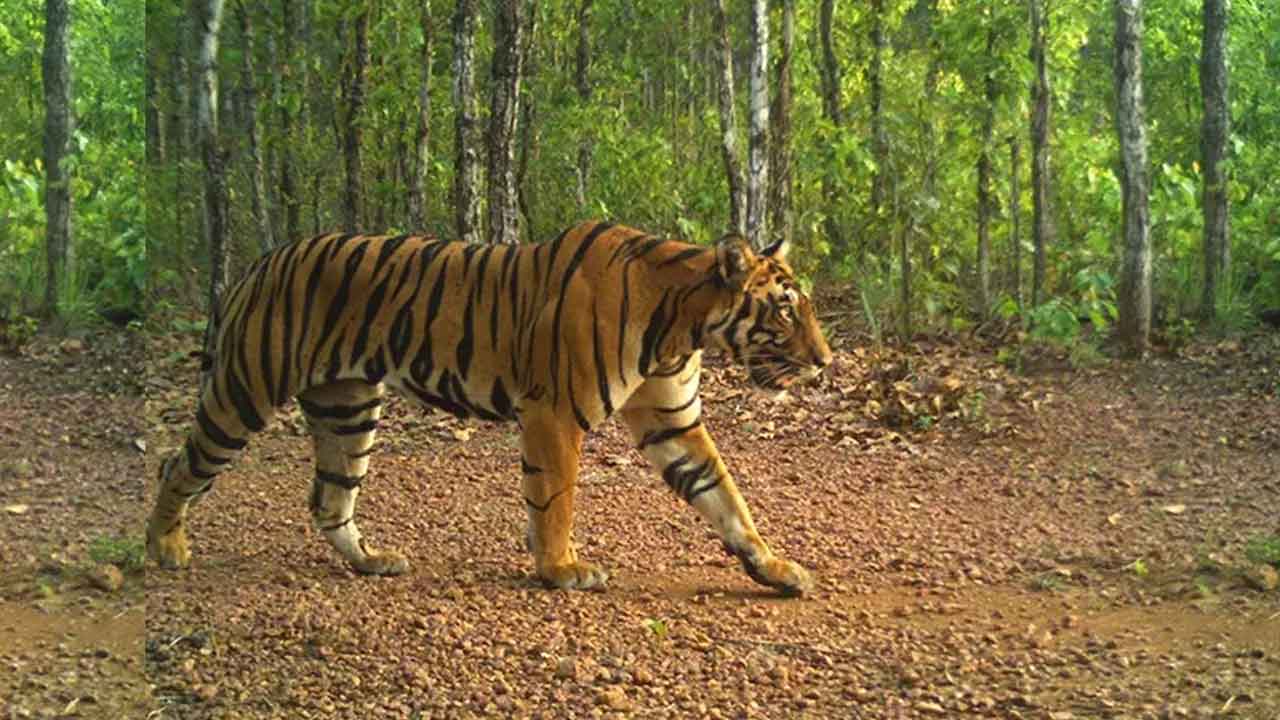 ఆసిఫాబాద్లో టైగర్ జోన్ ఆలోచనే లేదు