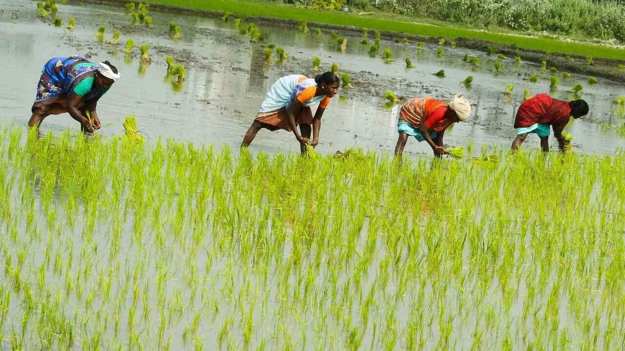 వరి సాగు తగ్గలేదు