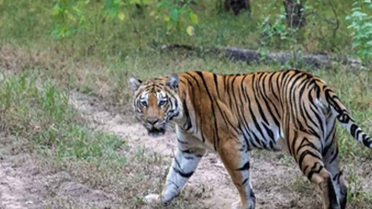 బోదాపురం శివారులో పెద్దపులి సంచారం!