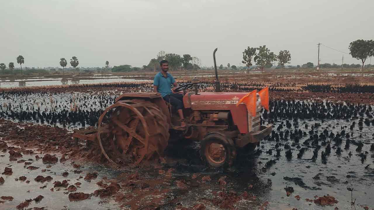 యాసంగి షూరు