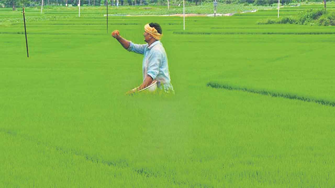 యాసంగి సాగు 1.65 లక్షల ఎకరాలు