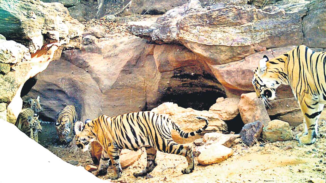 కాగజ్‌నగర్‌ టైగర్‌ జోన్‌గా మారనుందా..!