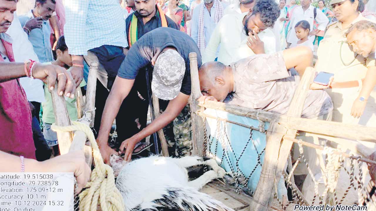 ఓ వైపు పులి.. మరో వైపు హైనా