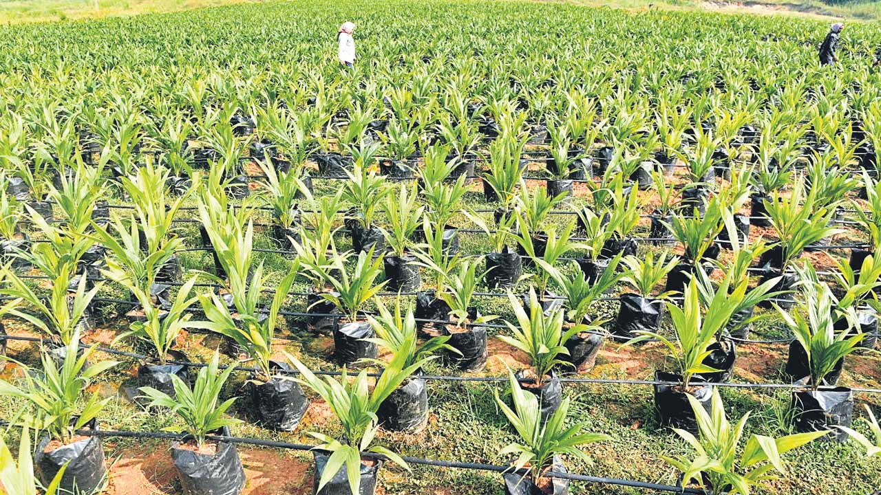 ఆయిల్ పాం విస్తరణ ఆగినట్లేనా!?