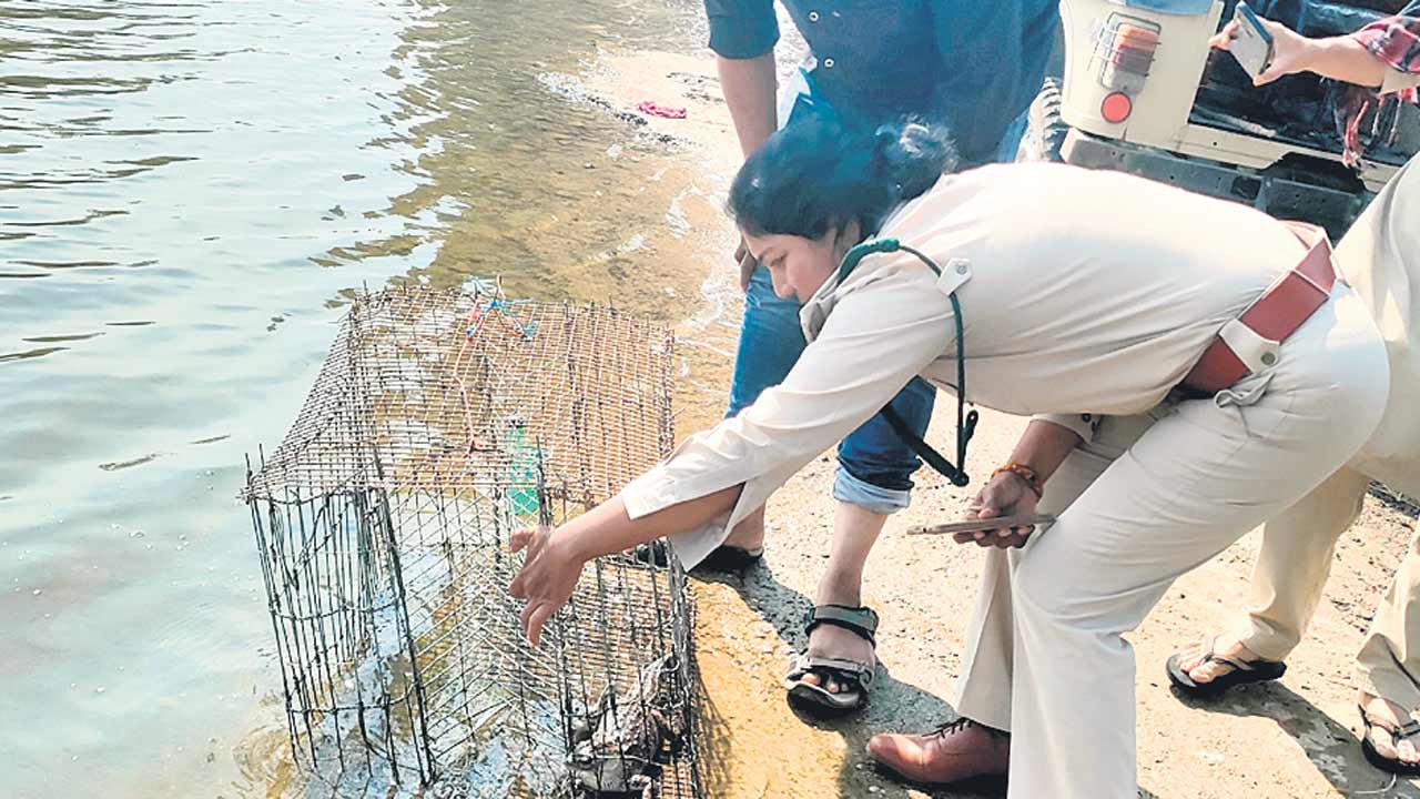 చేపల బుట్టలో మొసలి పిల్ల