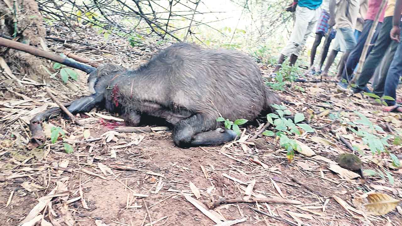 పులి దాడిలో గేదె మృతి