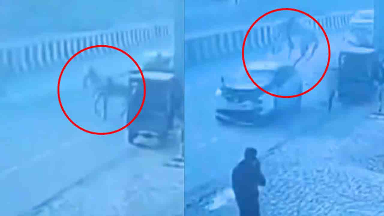 Watch: గుర్రపు బండిని వేగంగా ఢీకొట్టిన కారు.. తర్వాత ఏం జరిగిందంటే?