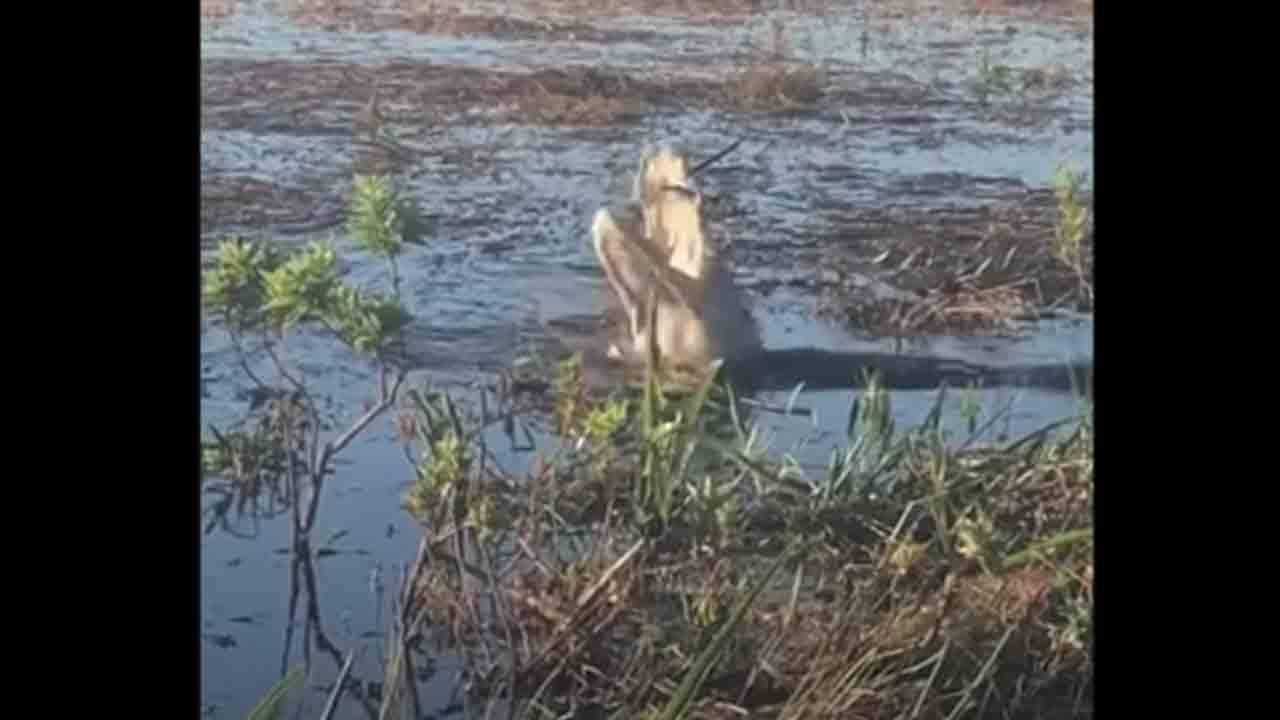 Viral video | కొలనుపై ఎగురుతున్న డ్రోన్‌ను అమాంతం మింగేసిన మొసలి.. తర్వాత ఏమైందంటే..!