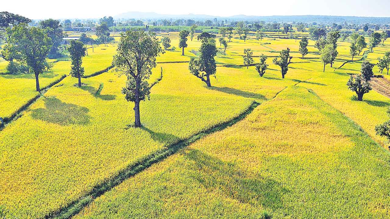 Crops