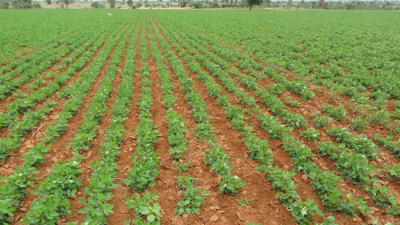 ప్రశ్నార్ధకంగా పల్లీపంట !