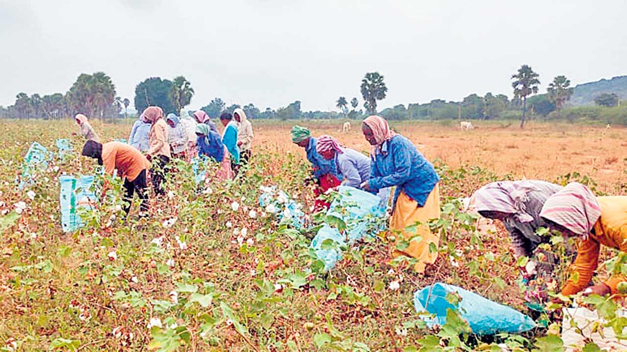 పత్తిరైతును ముంచుతున్న ముసురు..