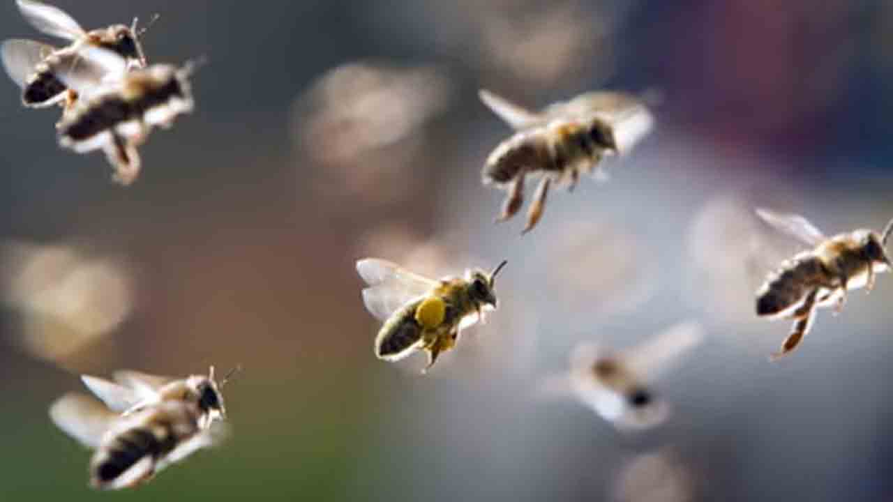 Bee attack | వరంగల్ సభకు వెళ్లే వారిపై తేనెటీగల దాడి.. నలుగురికి గాయలు