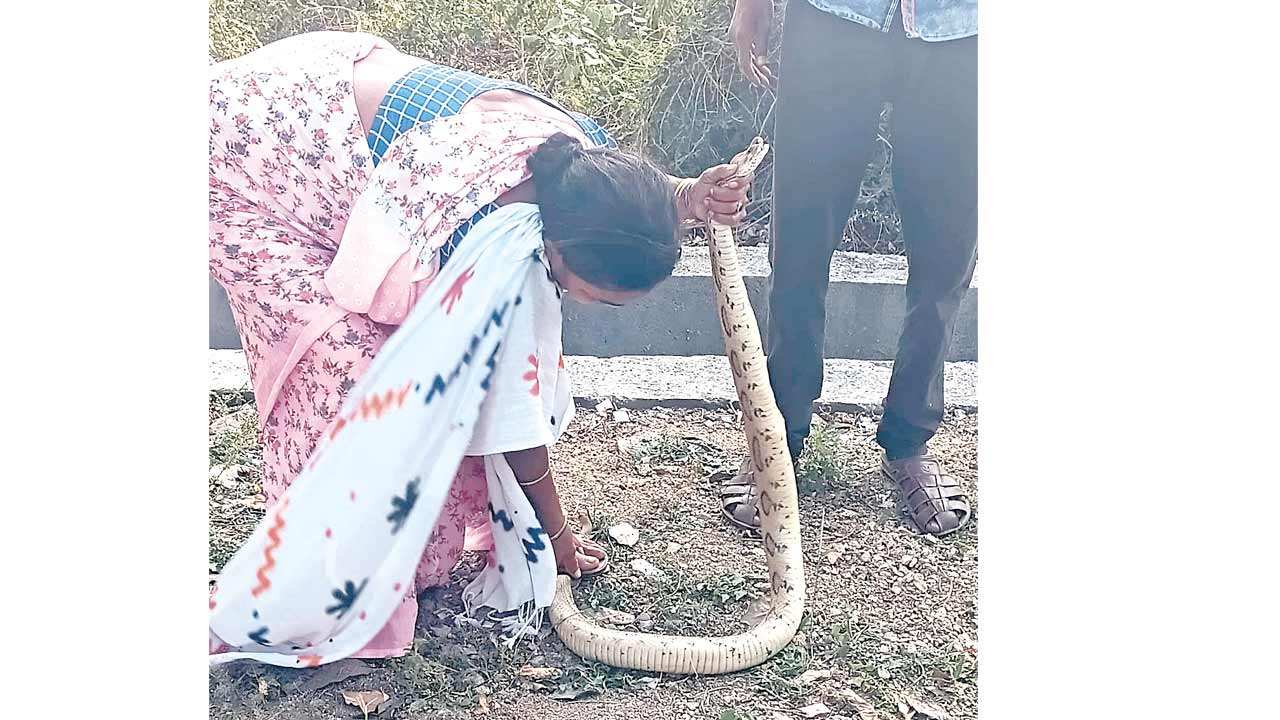కొండ చిలువను పట్టేసింది!