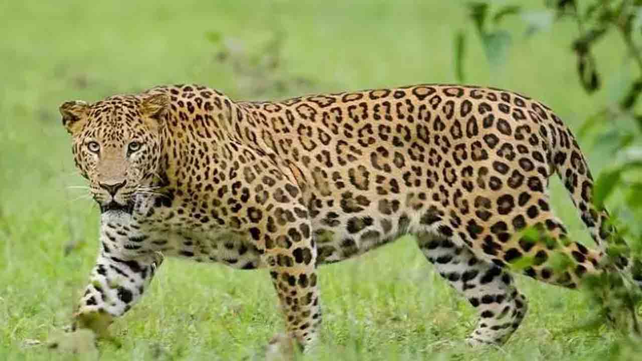 Leopard | ప్రొఫెస‌ర్ జ‌య‌శంక‌ర్ అగ్రికల్చ‌ర్ యూనివ‌ర్సిటీలో చిరుత సంచారం