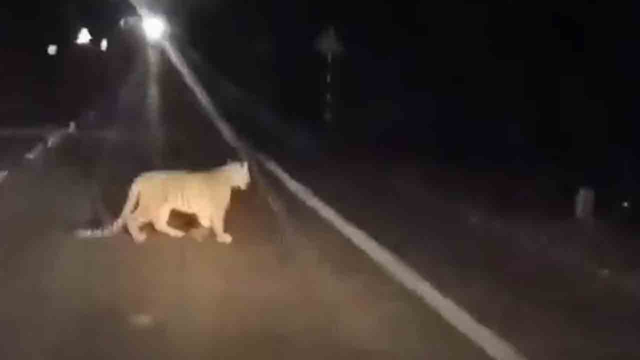 Leopard | దిలావర్‌పూర్‌లో చిరుత సంచారం.. భయాందోళనల్లో ప్రజలు