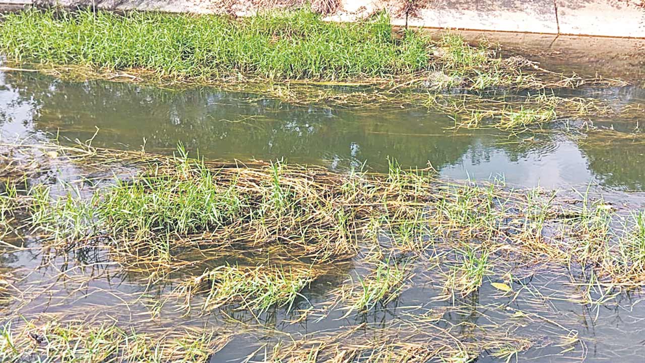 Medak4