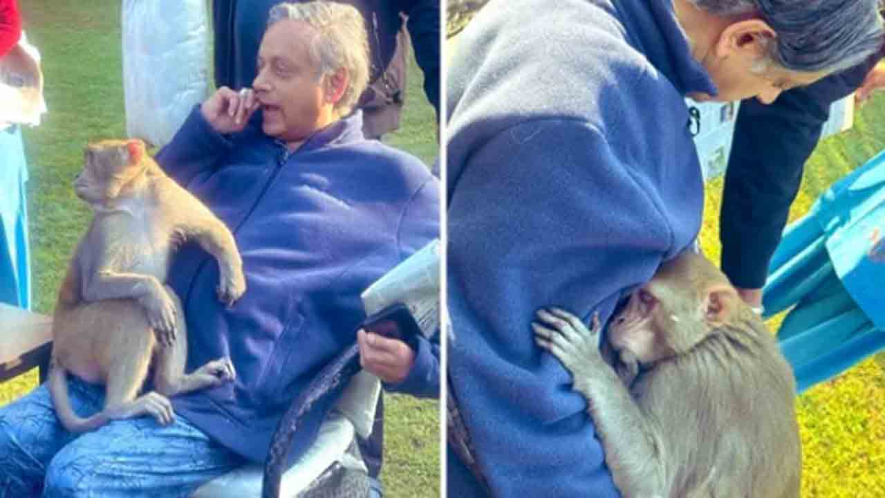 Shashi Tharoor | శశి థరూర్‌ ఒడిలో సేదతీరిన కోతి.. తర్వాత ఏం జరిగిందంటే?